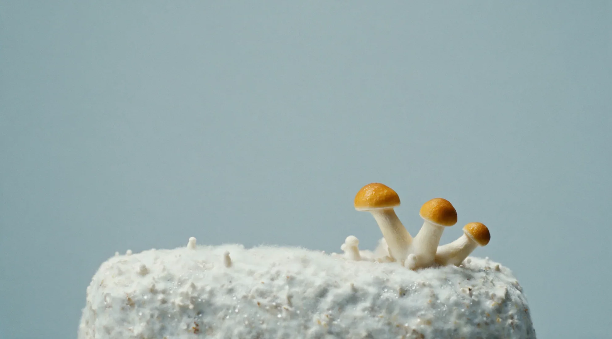Mushrooms growing from a cultivation block